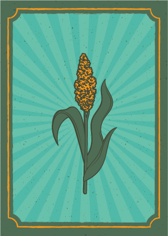 Sorgo