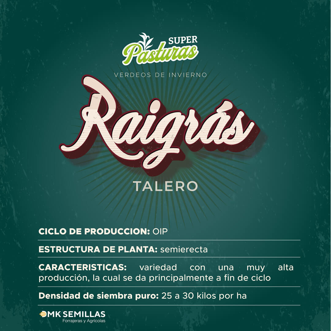 Raigrás TALERO - Tetraploide